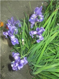 07e3a044-Picture 006.jpg